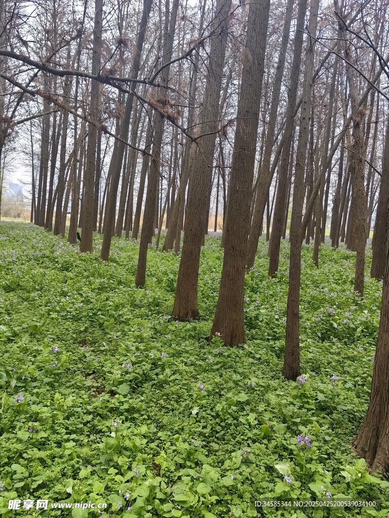 林間綠意盎然的繁茂景象