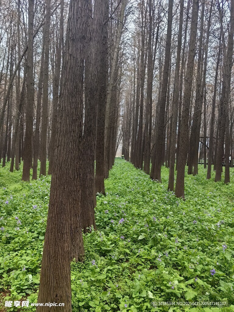 林間綠意盎然的樹木景觀