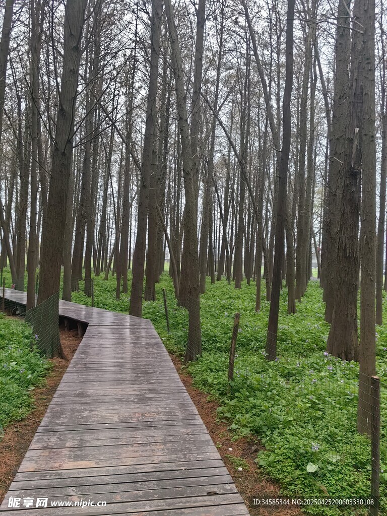 林間木棧道 綠意盎然