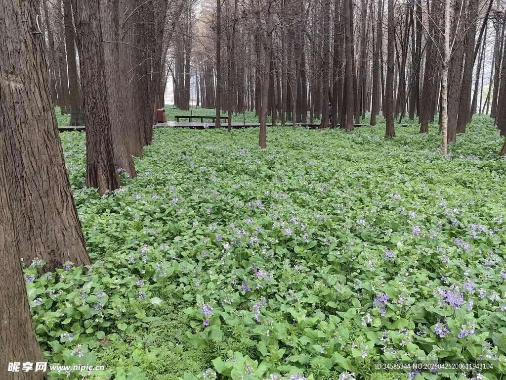 林間綠意盎然的花草樹木