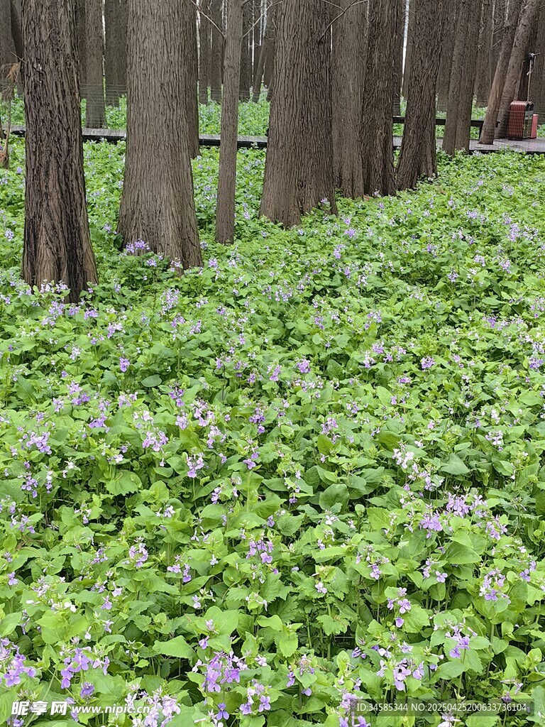 林間繁茂綠植與紫色小花