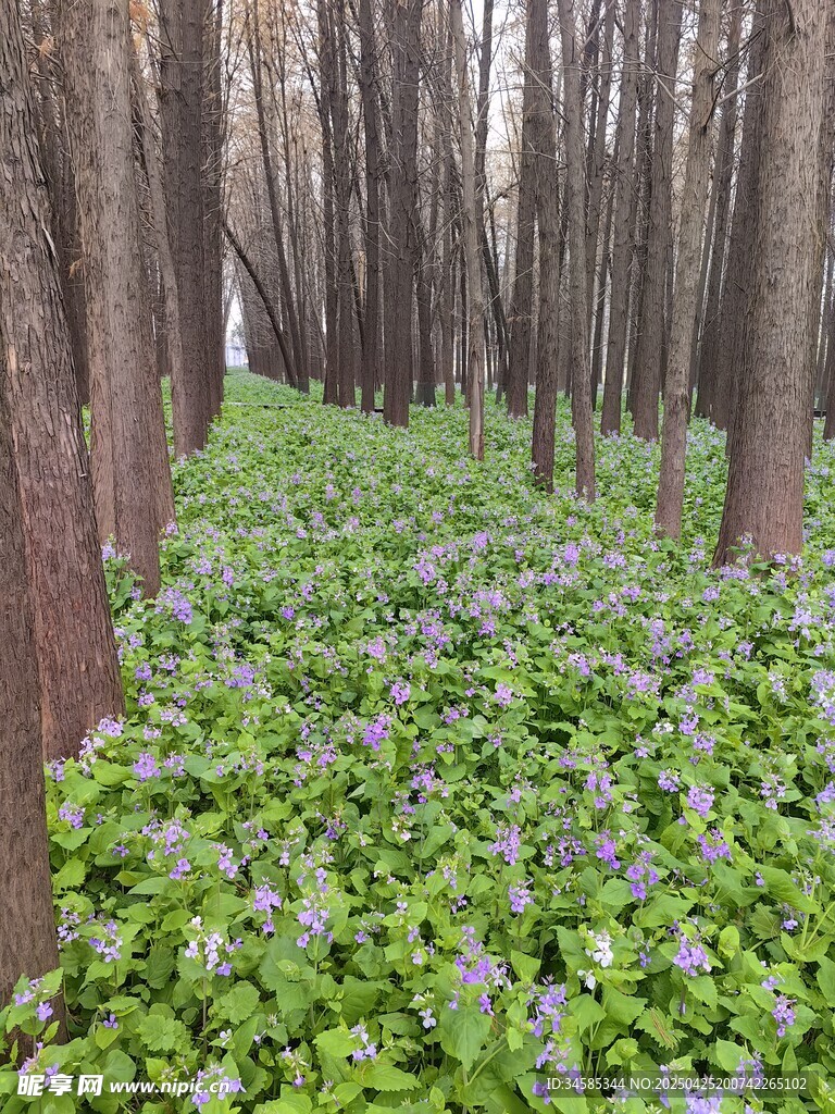 林間綠植繁茂的靜謐景象