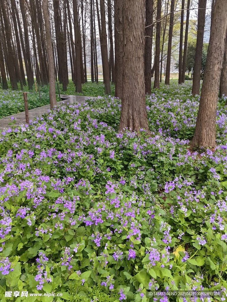 林間紫花綻放的美麗景致