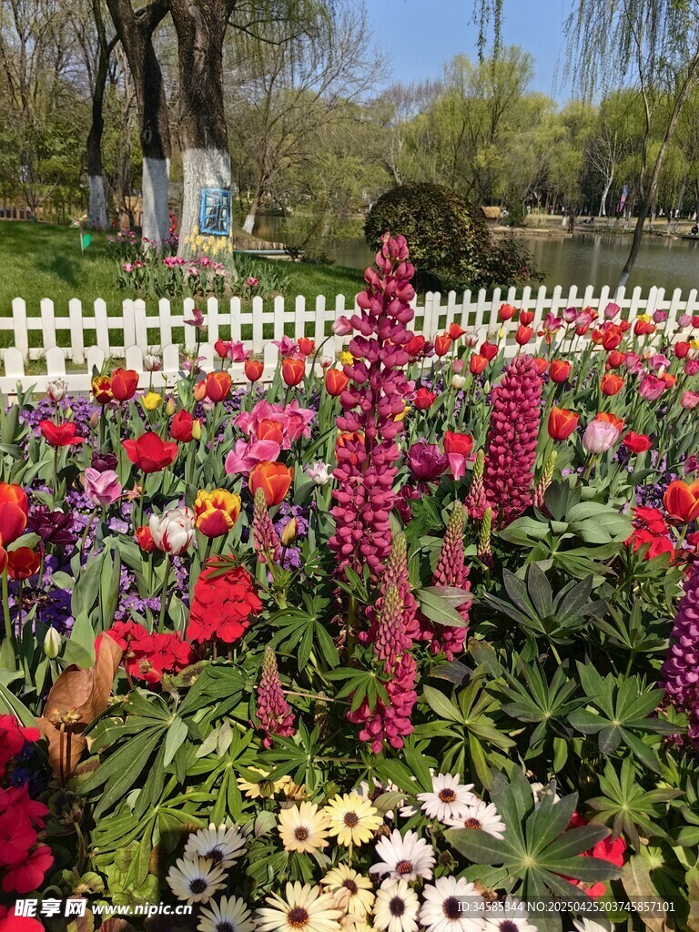 多彩花卉裝點(diǎn)美麗花園