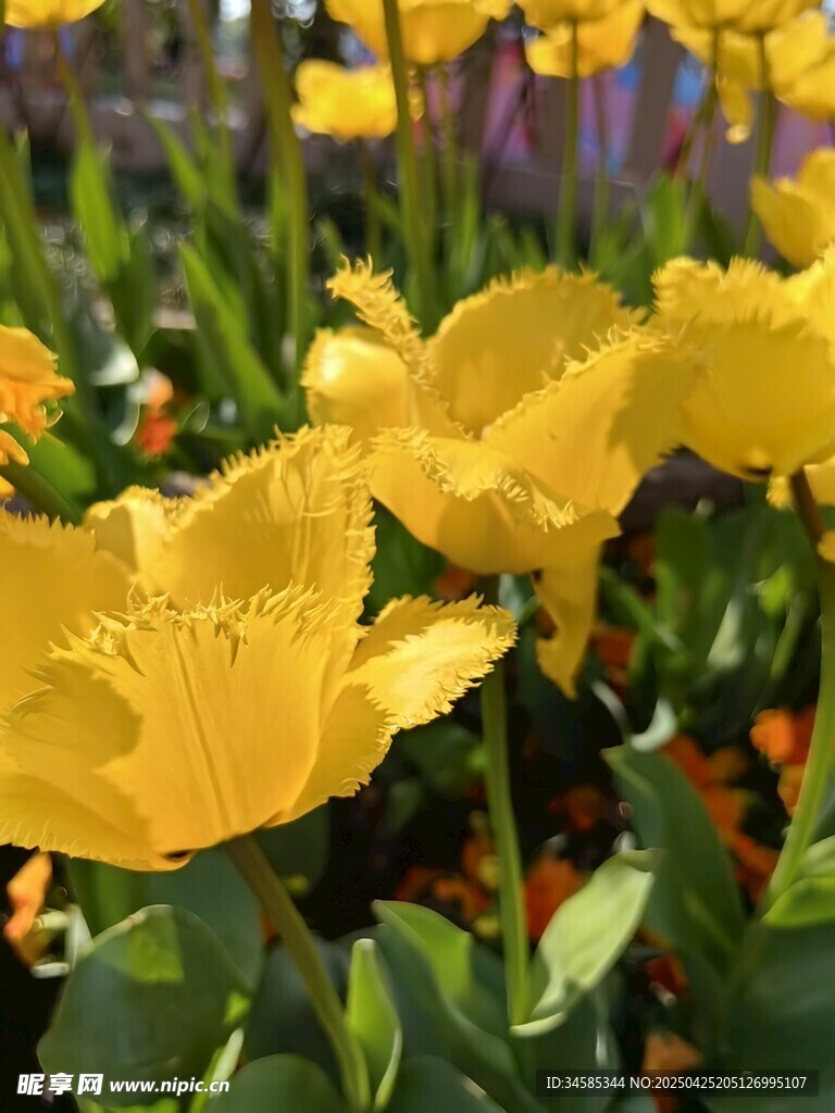 金黃燦爛的美麗花卉綻放