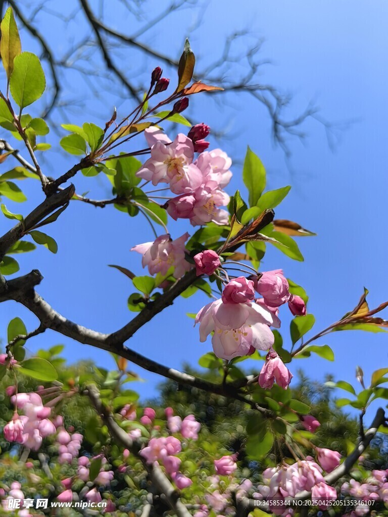枝頭繁花綻于藍天之下