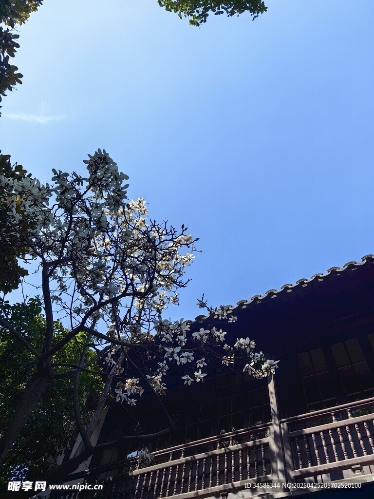 古建旁繁花映藍(lán)天