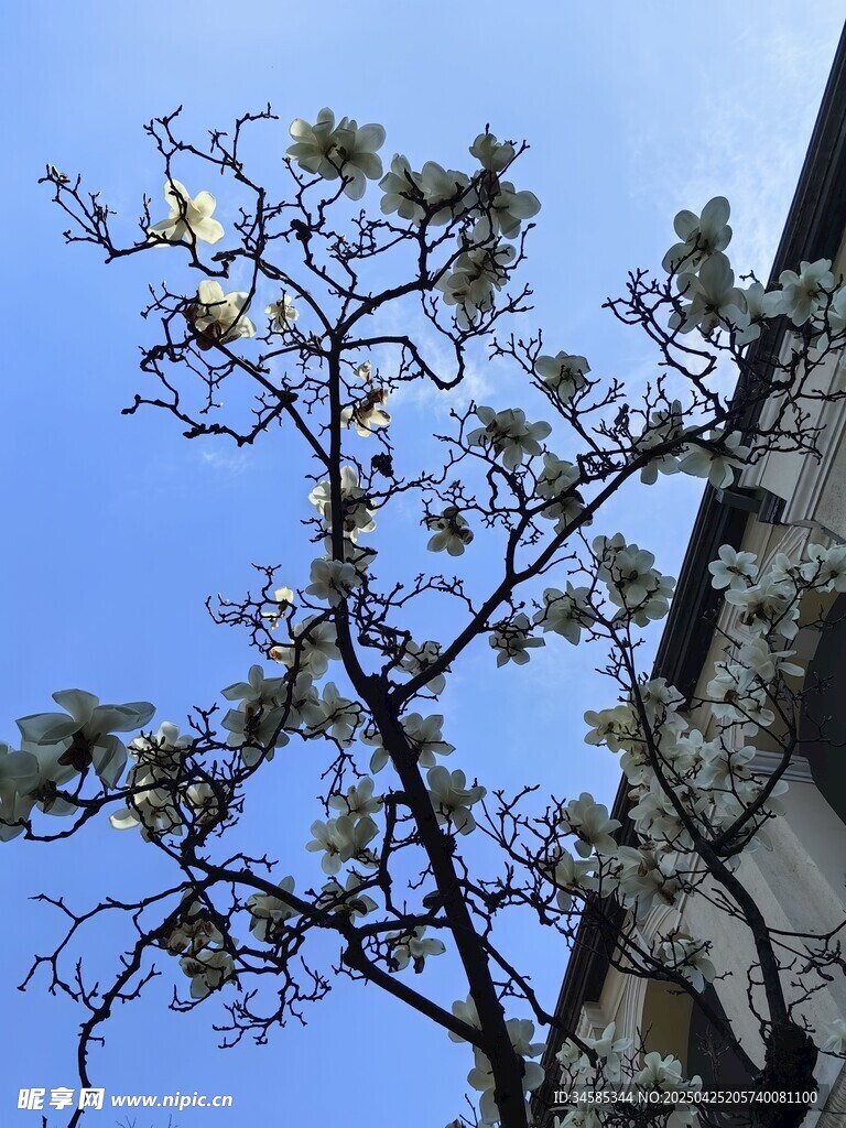 藍天映襯下的繁花滿枝