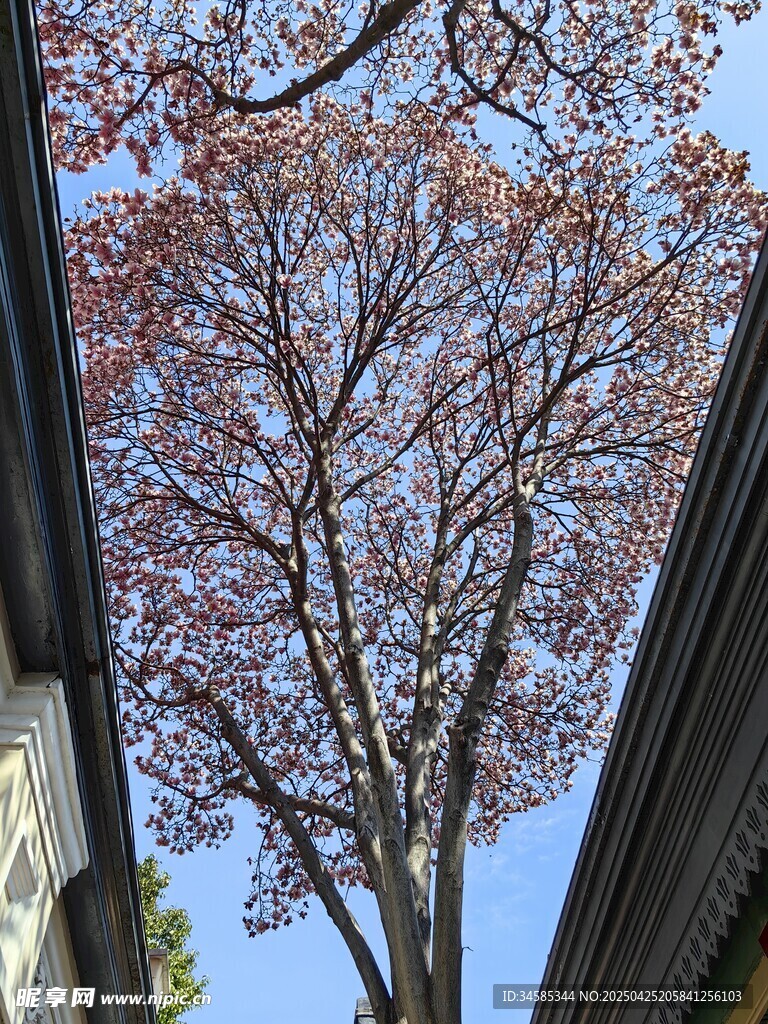 兩樓間的紅葉樹