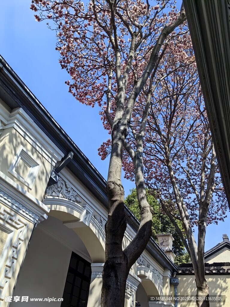 古建旁的樹木與藍天景致