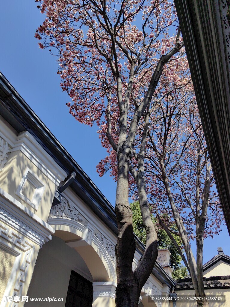 古建旁的玉蘭樹