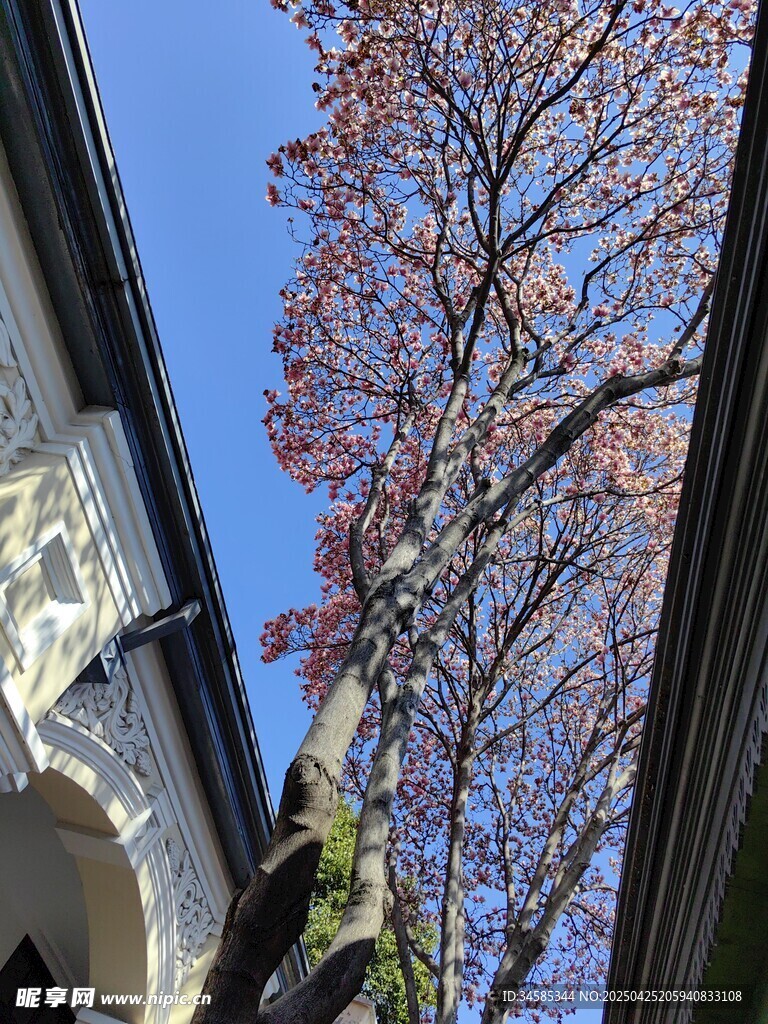 屋檐旁的玉蘭