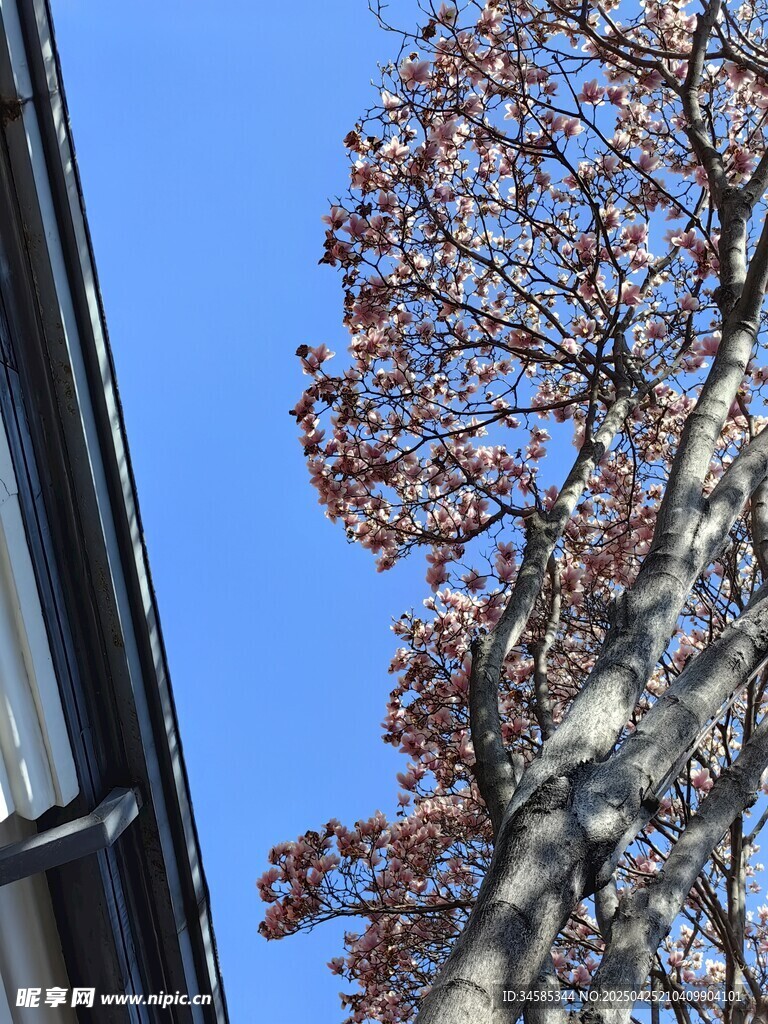 藍天映襯下的枝葉與建筑