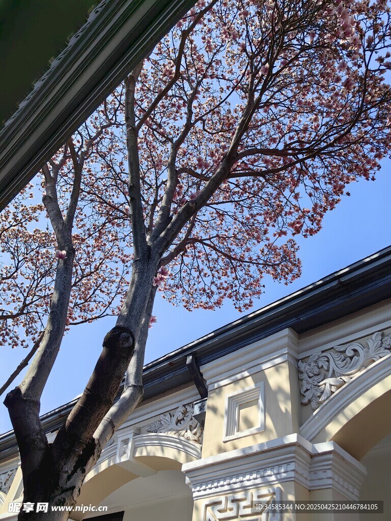 古建旁的玉蘭