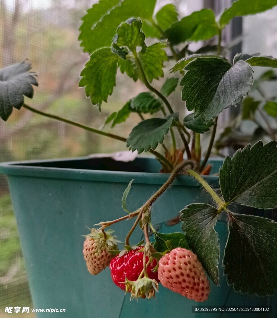 盆栽草莓果實初成