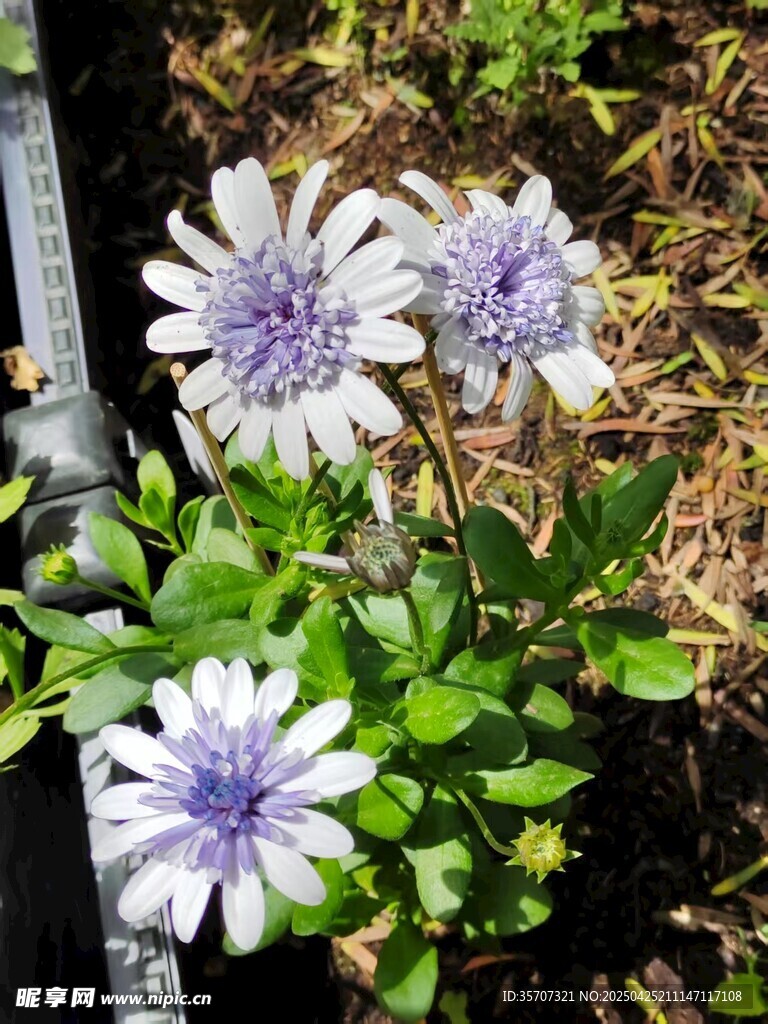 藍(lán)白瓜葉菊綻放于草地