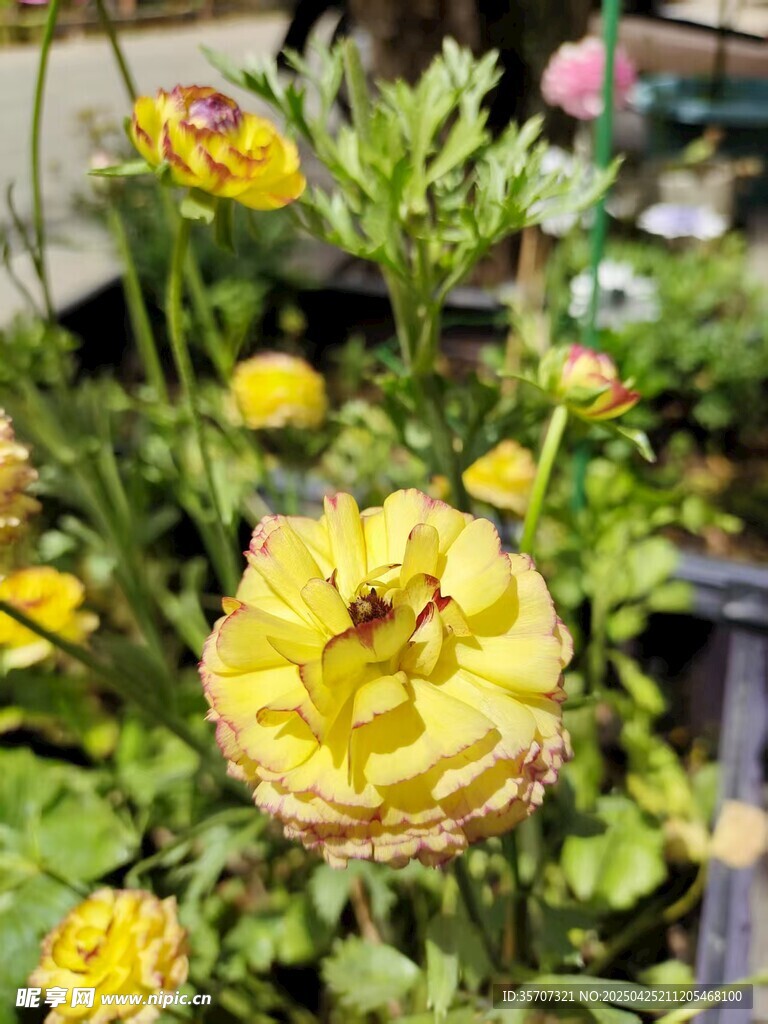 黃色花毛茛上的小昆蟲