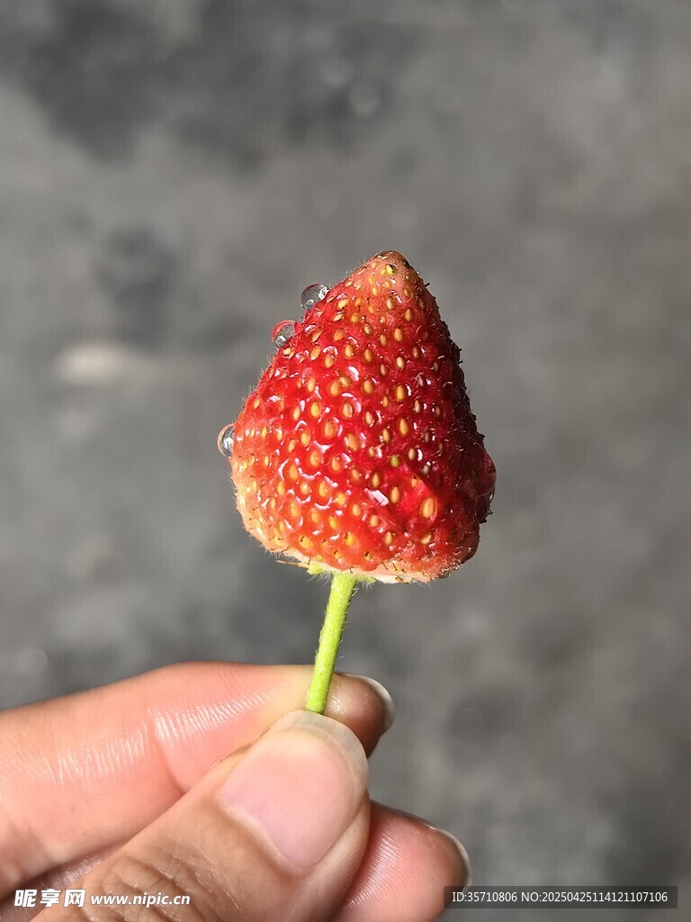 手捧鮮紅草莓特寫