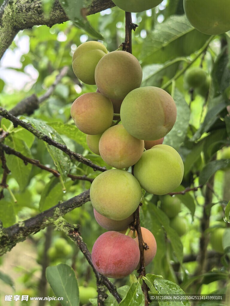 枝頭碩果累累的鮮嫩李子