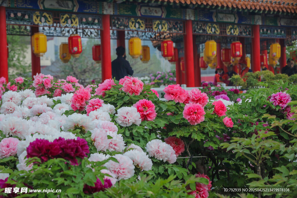 菏澤牡丹