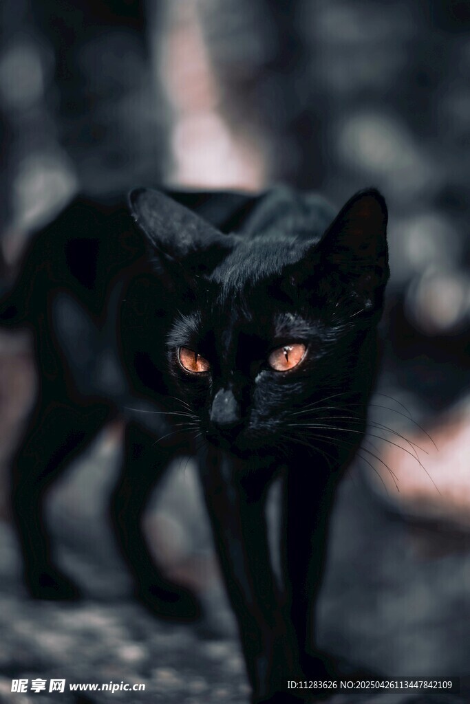 暗夜紅眼黑貓