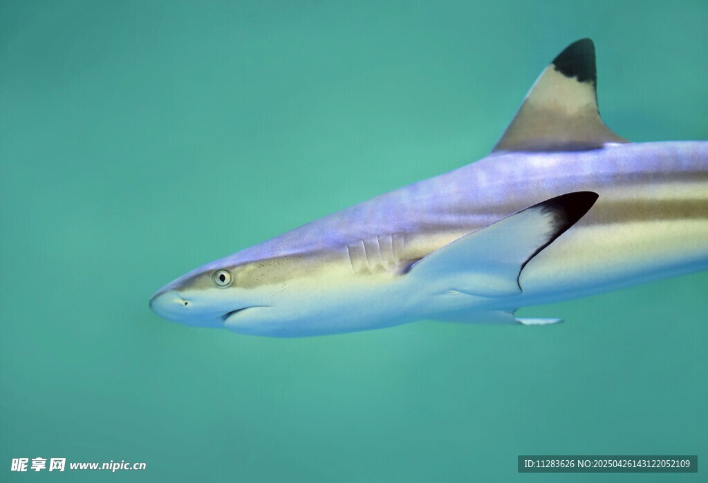 海中鯊魚特寫