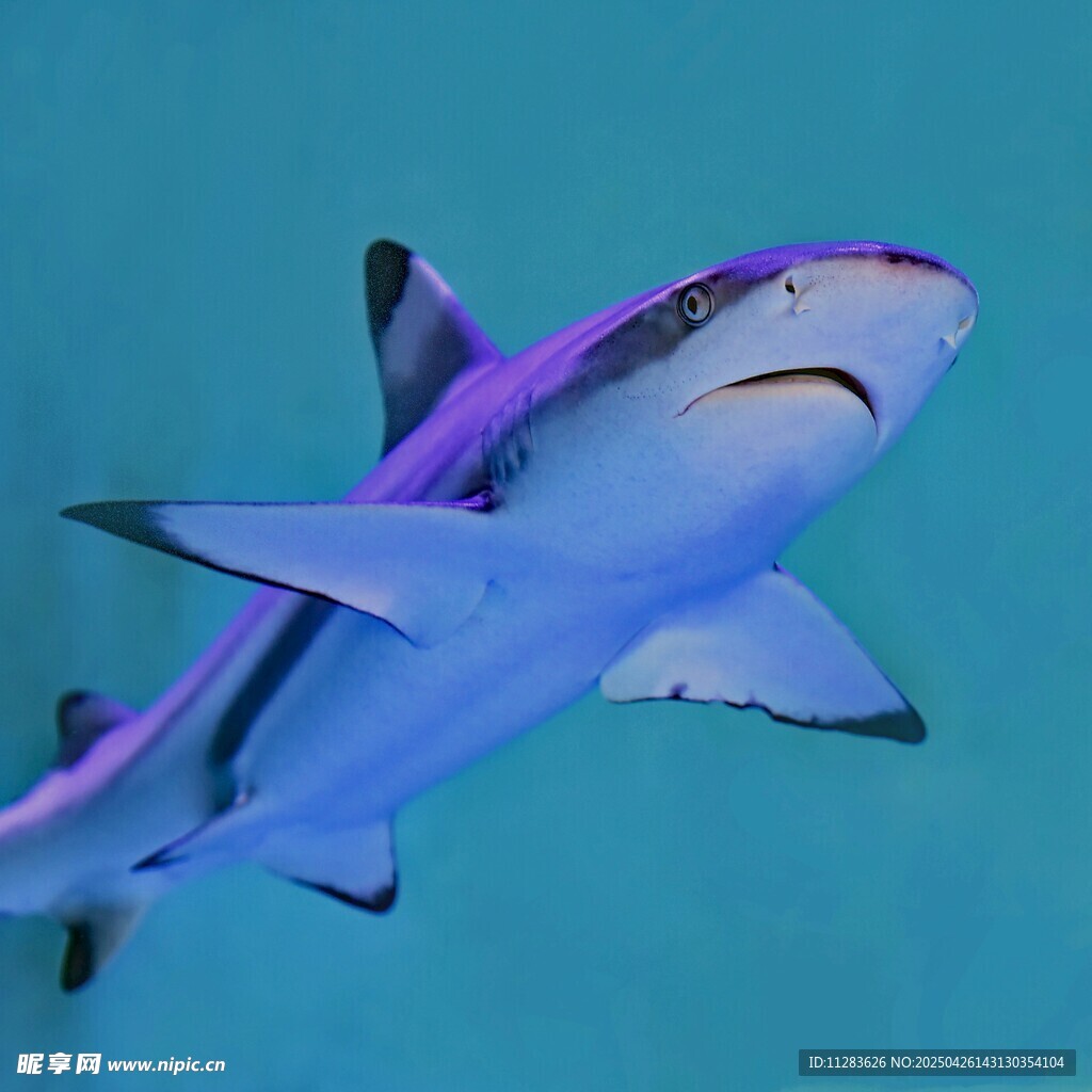 深海中游動的紫色鯊魚