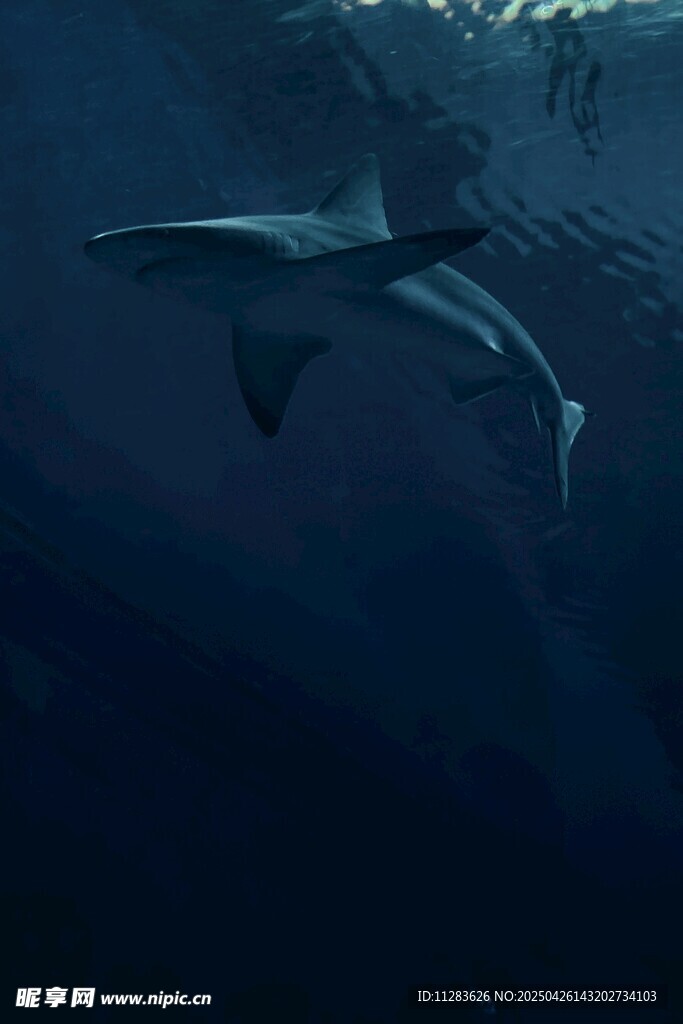 深海中游動的神秘鯊魚