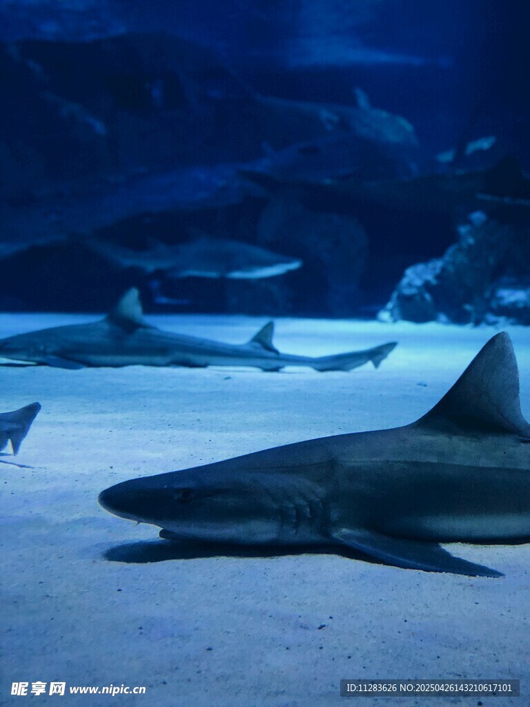水族館中的鯊魚靜靜休憩
