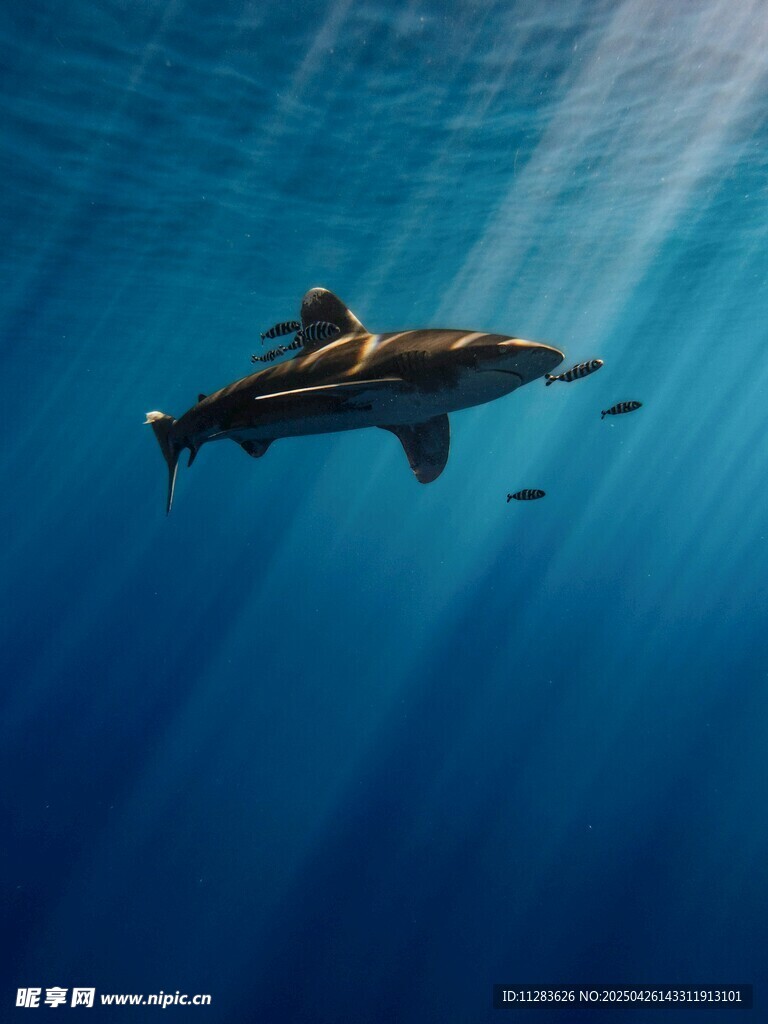 深海中遨游的鯊魚