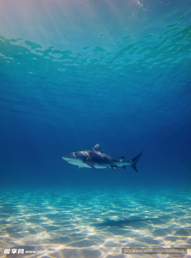 深海中游弋的優雅鯊魚