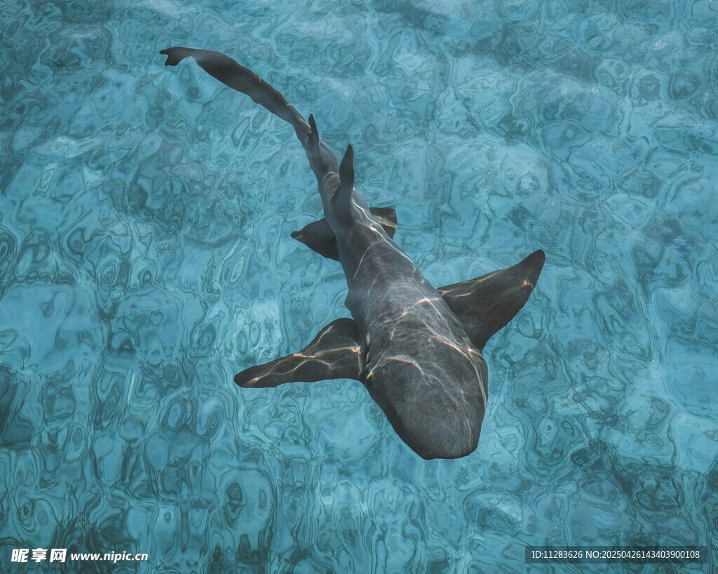 水中遨游的鯊魚