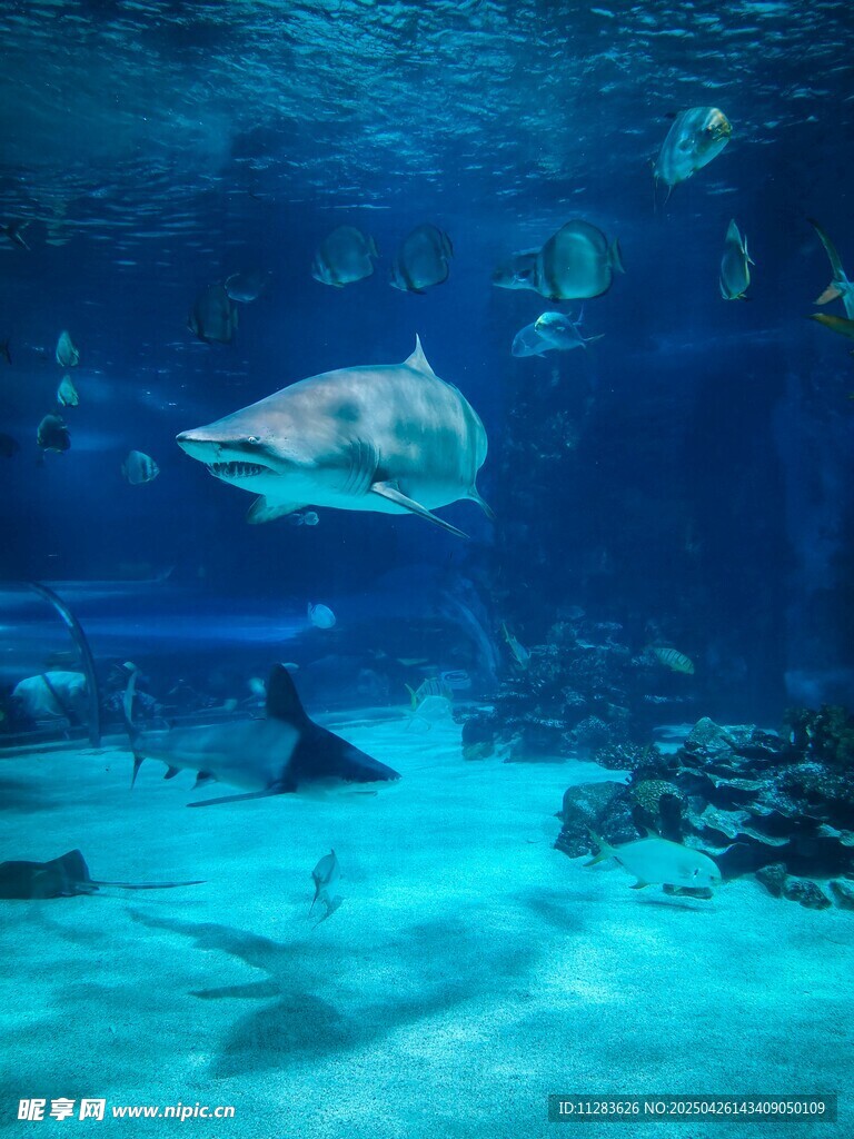 海底世界鯊魚遨游景象