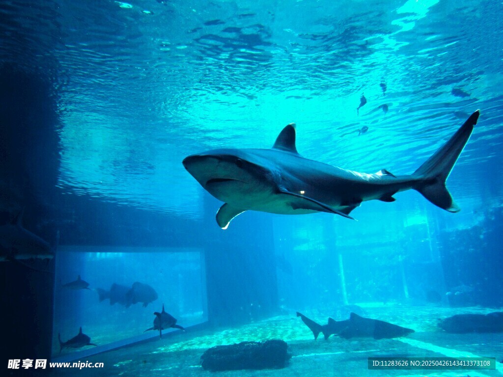 水族館中暢游的兇猛鯊魚