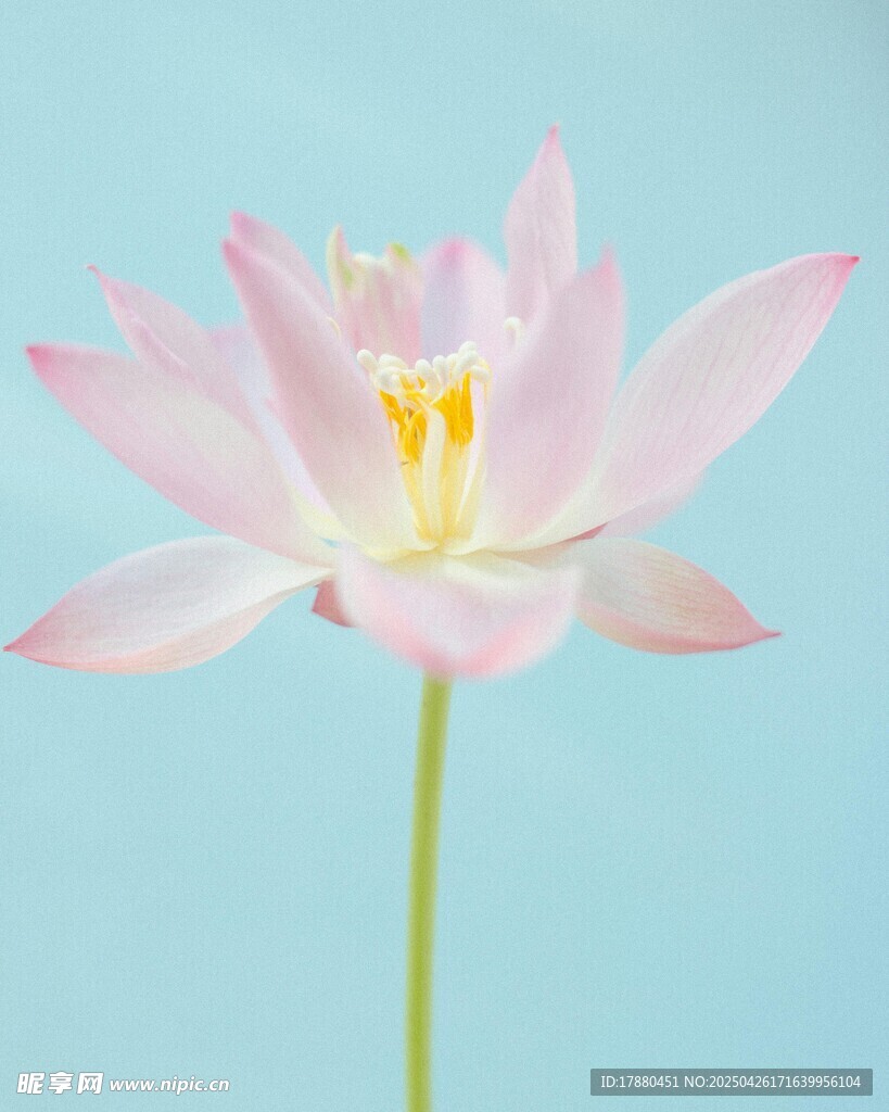 粉荷