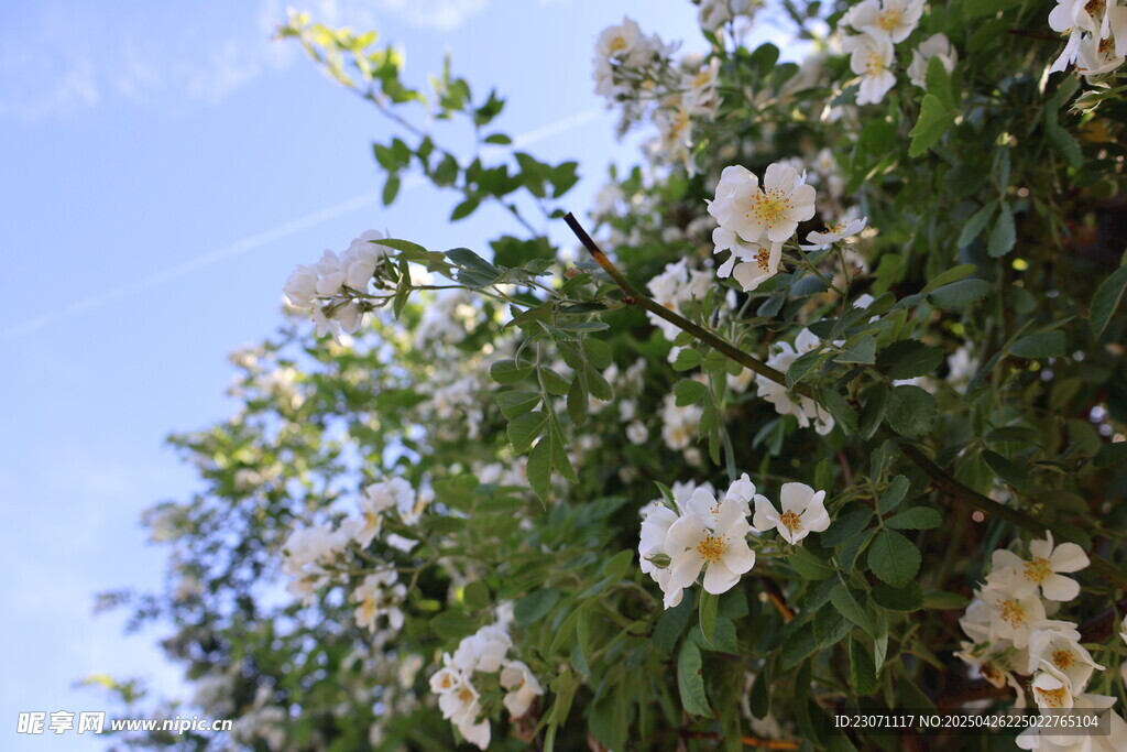 白色野薔薇