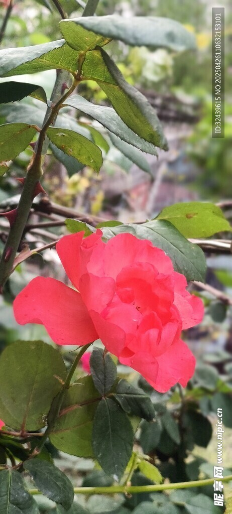 嬌艷紅花朵綻放綠葉間