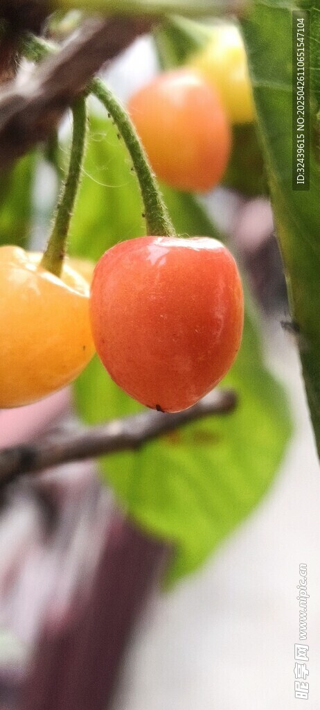 枝頭鮮櫻桃 色澤誘人