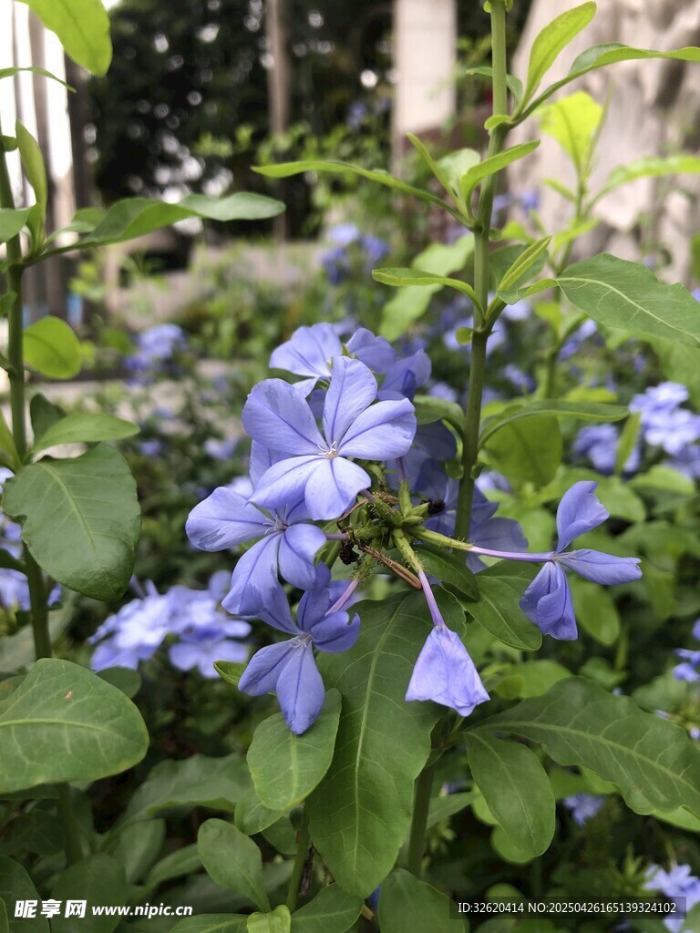 藍花丹