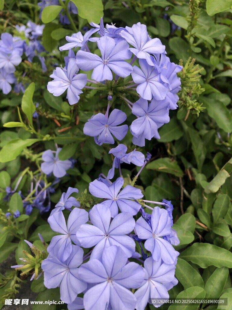 藍(lán)花丹