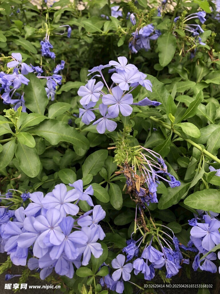 藍花丹