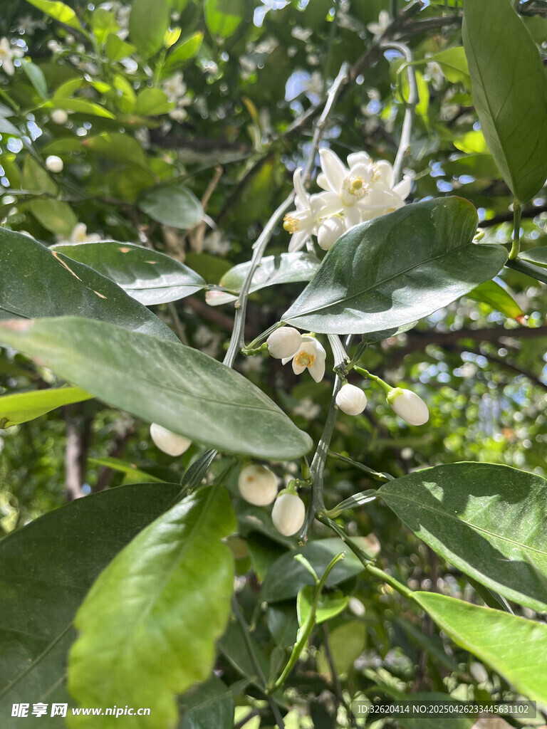 柑橘花