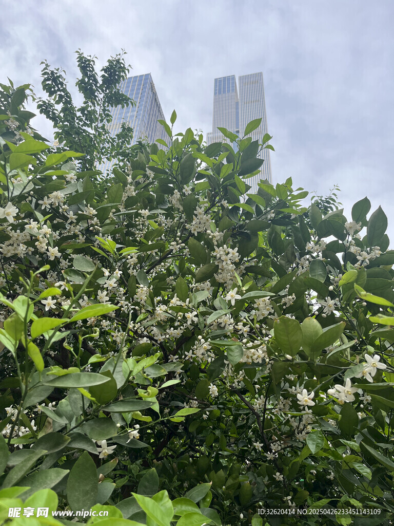 柑橘花