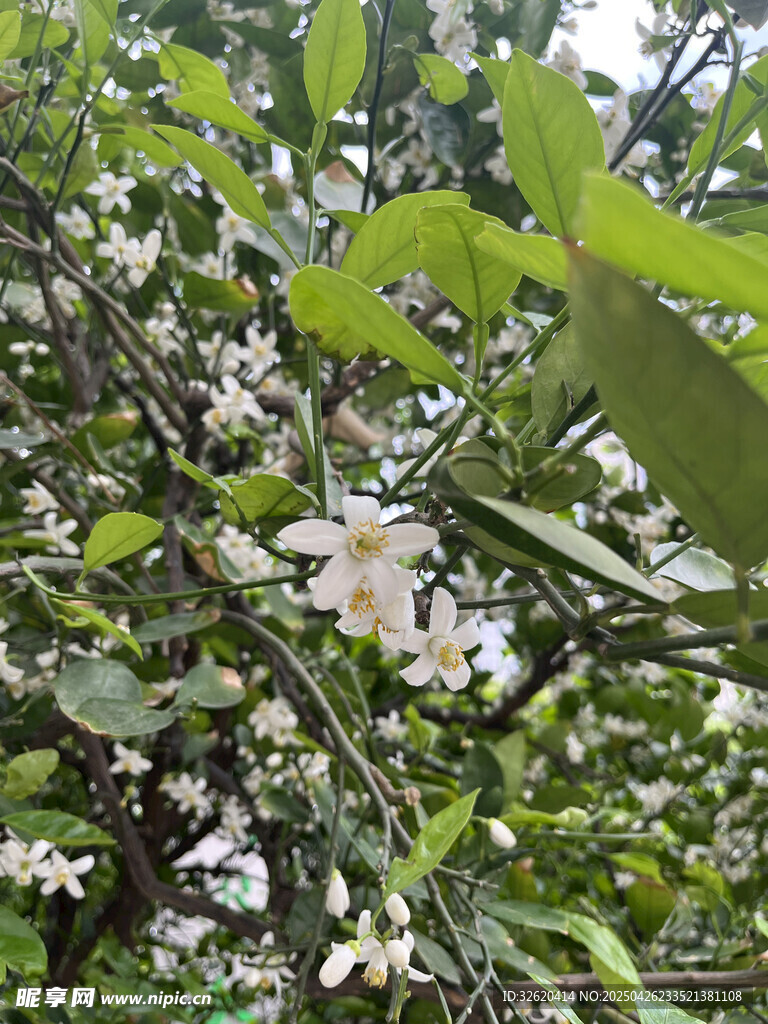柑橘花