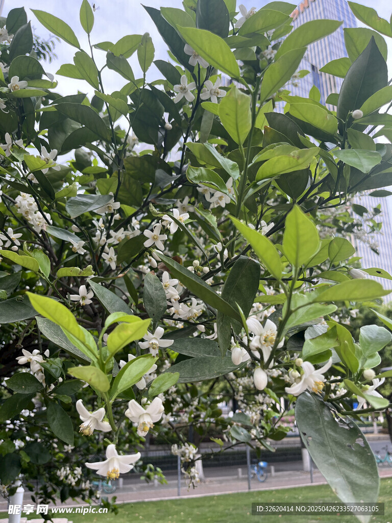 柑橘花