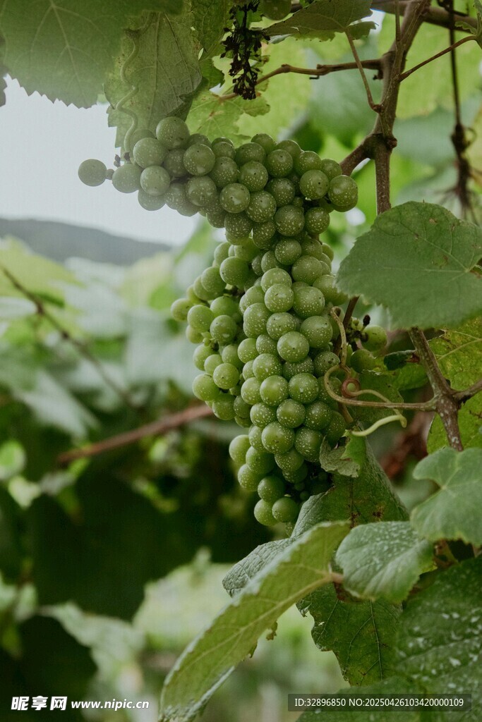 青葡萄掛在繁茂葡萄藤上