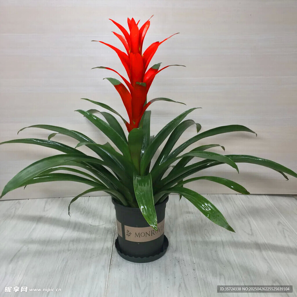 紅掌盆栽綠植展示