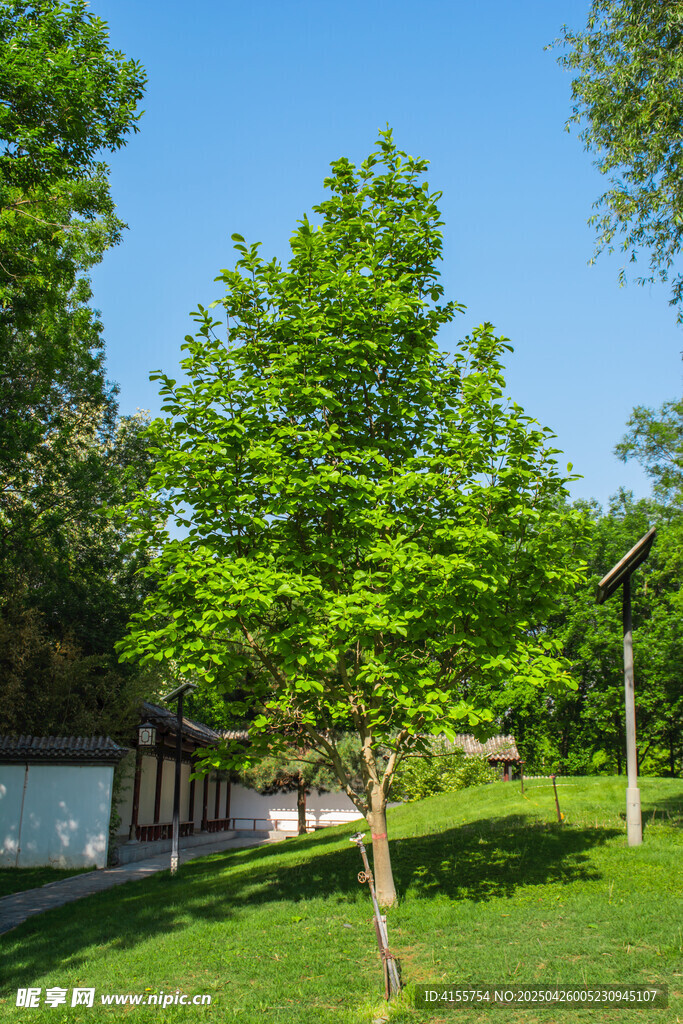 綠意盎然的公園小樹景觀