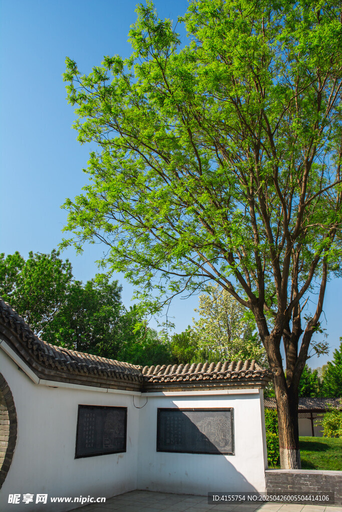 中式庭院綠樹白墻景致