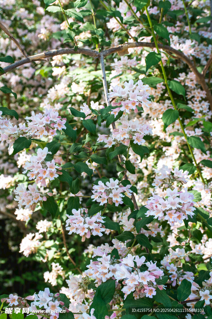 春日蝟實(shí)花
